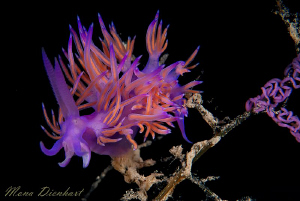 Flabellina with eggs by Mona Dienhart 